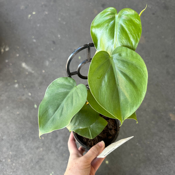 Heart leaf Philodendron