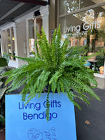 Boston Fern Hanging Basket