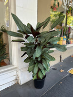 Ctenanthe Grey Star