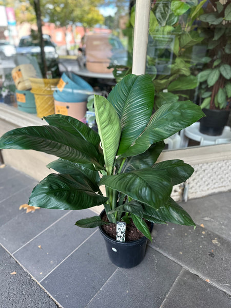 Spathiphyllum Sensation - Peace Lily