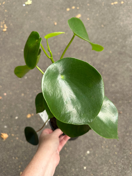 Peperomia polybotrya Raindrop - 13cm pot