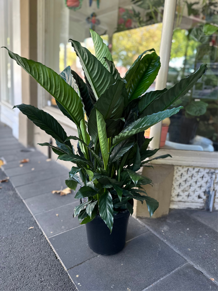 Spathiphyllum Blue Moon - peace lily