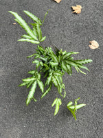 Pteris Albo-Lineata / Ribbon Fern