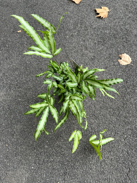 Pteris Albo-Lineata / Ribbon Fern
