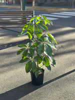 Umbrella Plant / Schefflera Amate