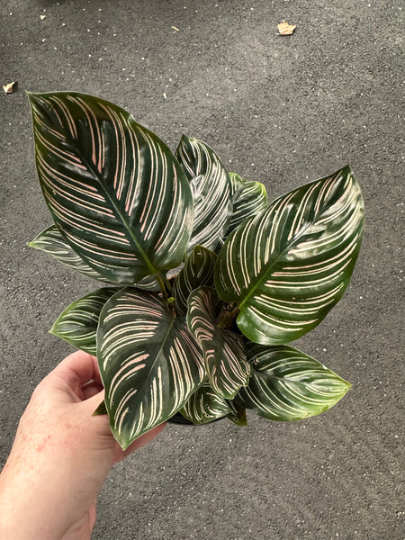 Calathea ornata Pin Stripe - 13cm pot