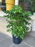 China Doll plant (Radermachera sinica)