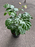 China Doll plant (Radermachera sinica)