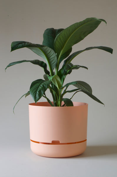 Mr Kitly Self Watering Plant Pot 375mm - Pale Apricot